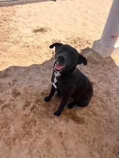 Enlarge Carmela, a Adoptable mixed breed in Puerto Penasco, SON image 2/2