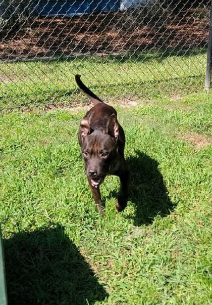 Sully (HW+), Adoptable, Adult Male Terrier & Mixed Breed.