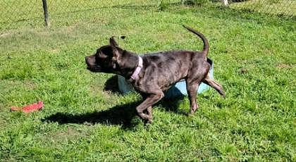 Enlarge Sully (HW+) @ Foster Home, a Adoptable mixed breed in Conway, SC image 1/3