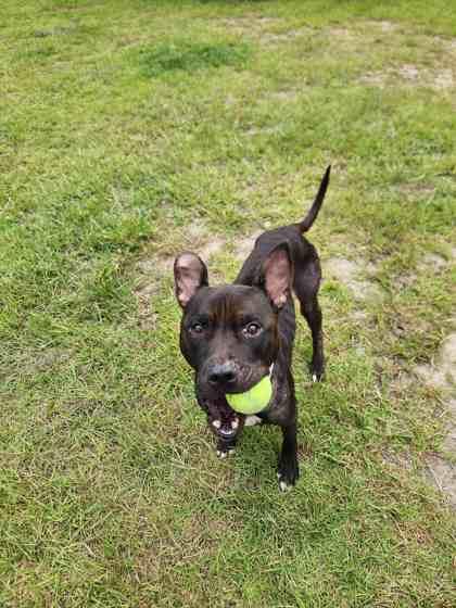 Enlarge Sully (HW+) @ Foster Home, a Adoptable mixed breed in Conway, SC image 2/3
