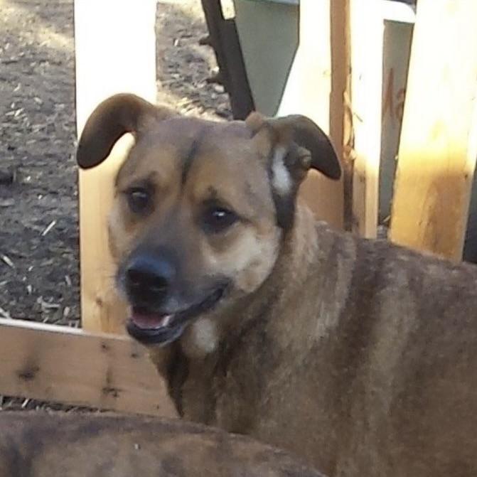 Junior Mint (20250624-02)