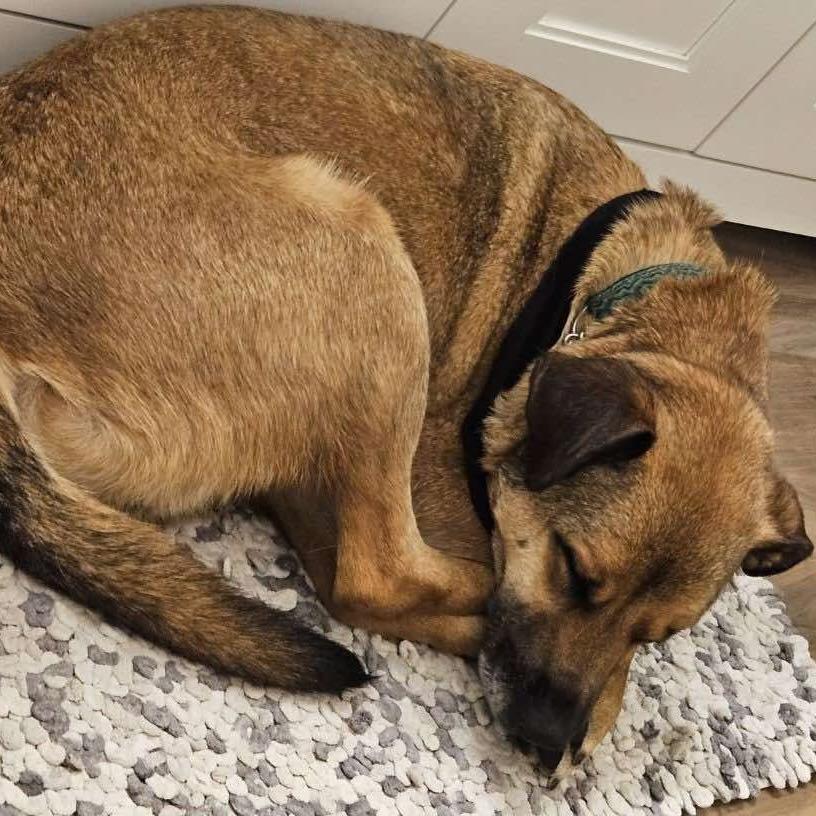 Junior Mint (20250624-02)