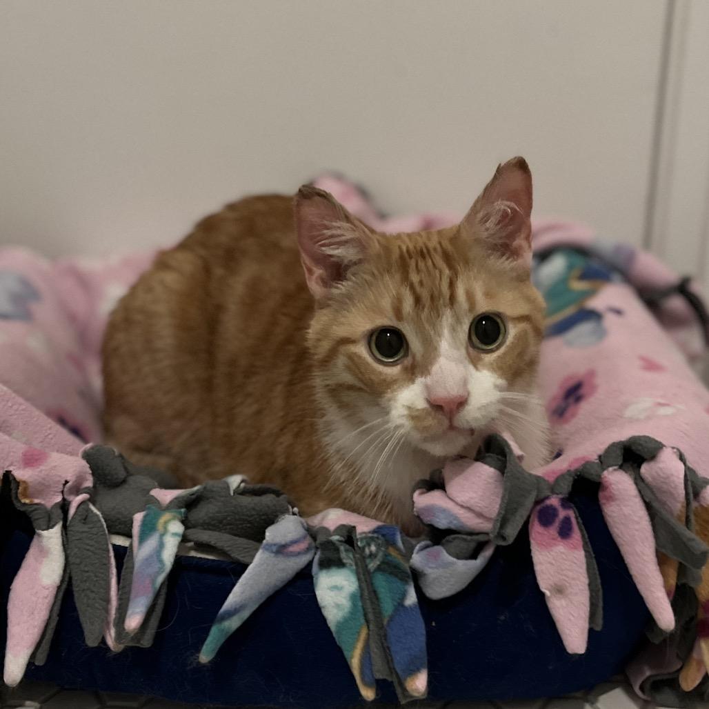 Phoenix, Adoptable, Senior Male Domestic Short Hair & Mixed Breed.