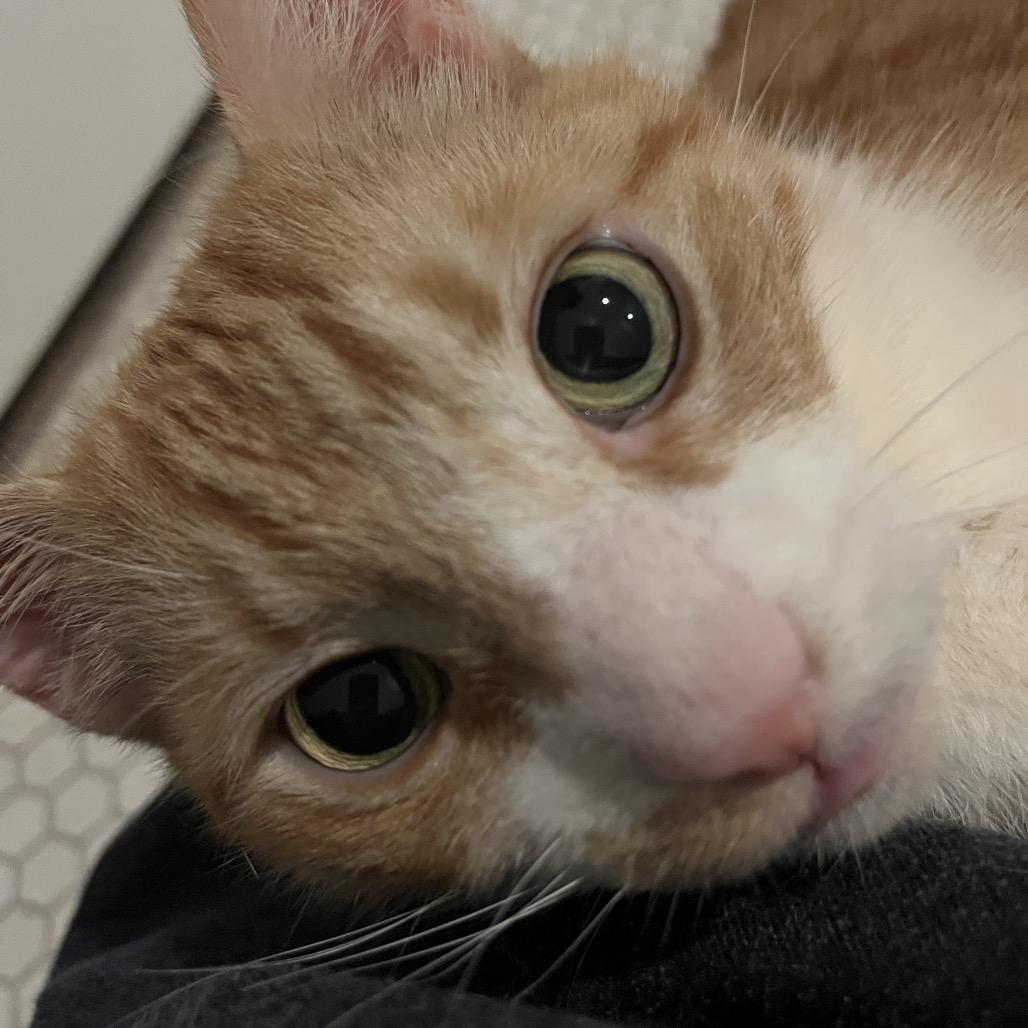 Enlarge Phoenix, a Adoptable mixed breed in Fairfax, VA image 4/6
