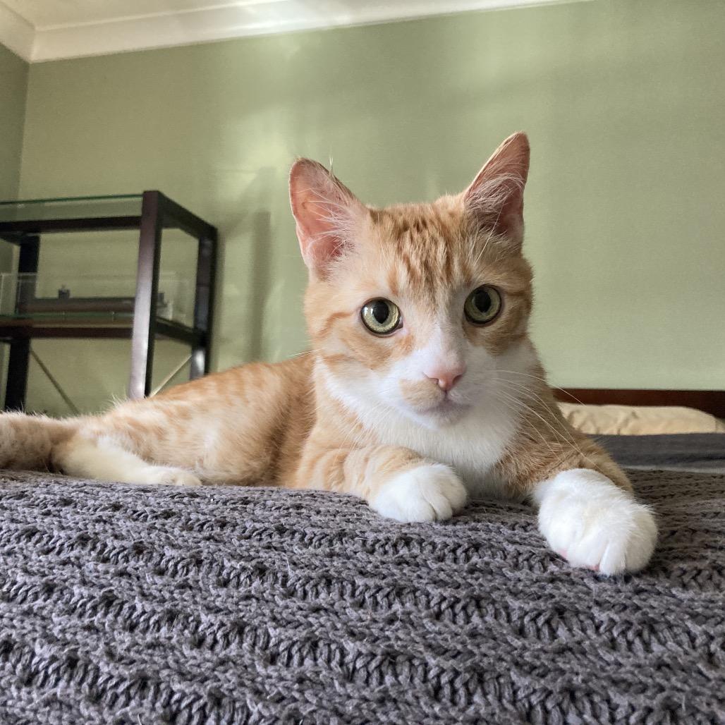 Enlarge Phoenix, a Adoptable mixed breed in Fairfax, VA image 6/6