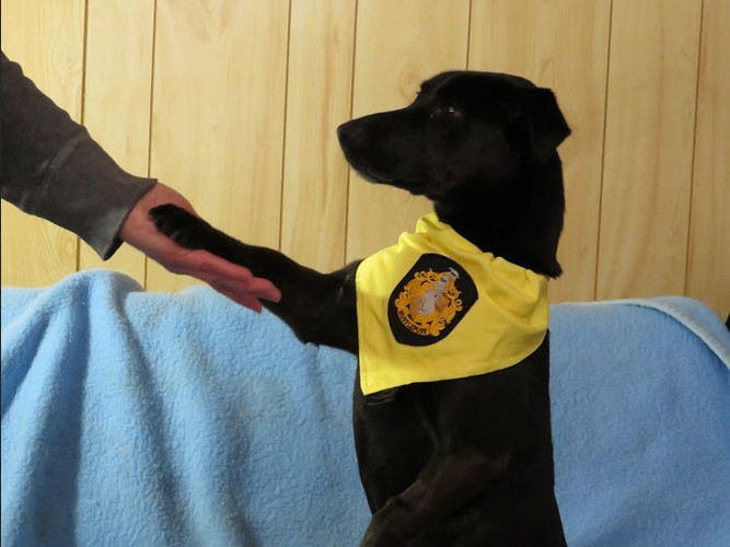 Enlarge Lucy, a Adoptable mixed breed in Clinton, ME image 3/6