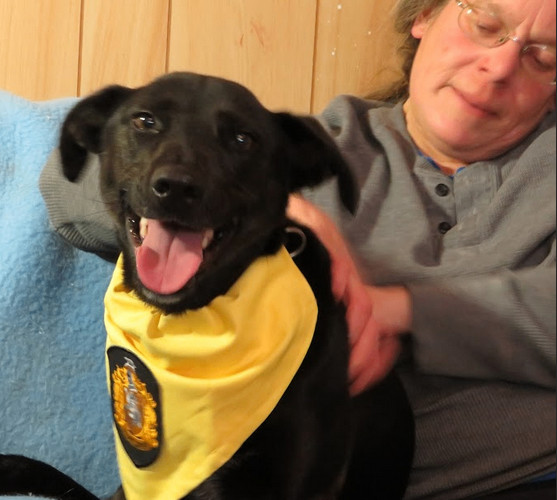 Enlarge Lucy, a Adoptable mixed breed in Clinton, ME image 5/6