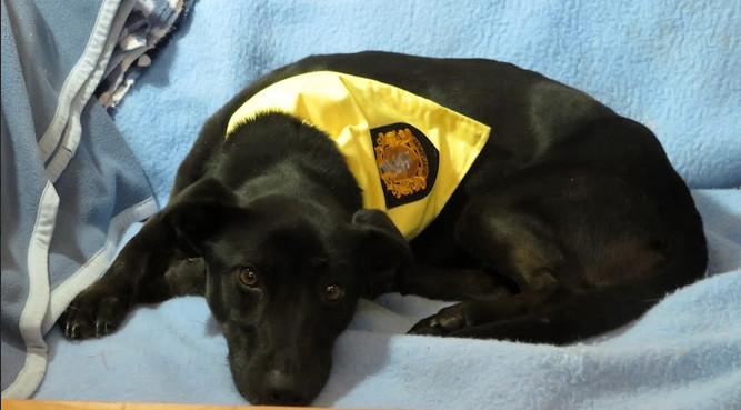 Enlarge Lucy, a Adoptable mixed breed in Clinton, ME image 6/6