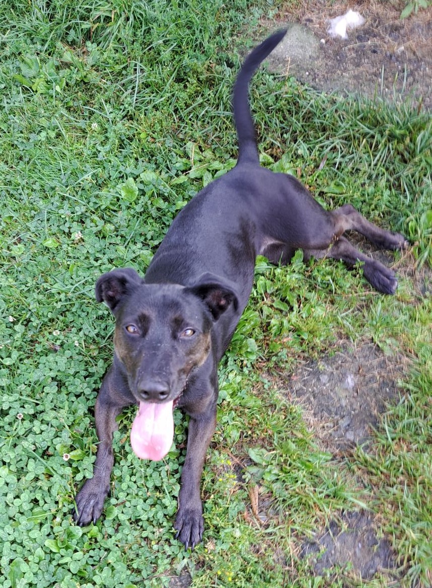 Enlarge Lucy, a Adoptable mixed breed in Clinton, ME image 1/6