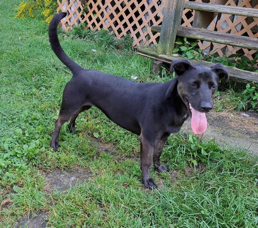Enlarge Lucy, a Adoptable mixed breed in Clinton, ME image 2/6