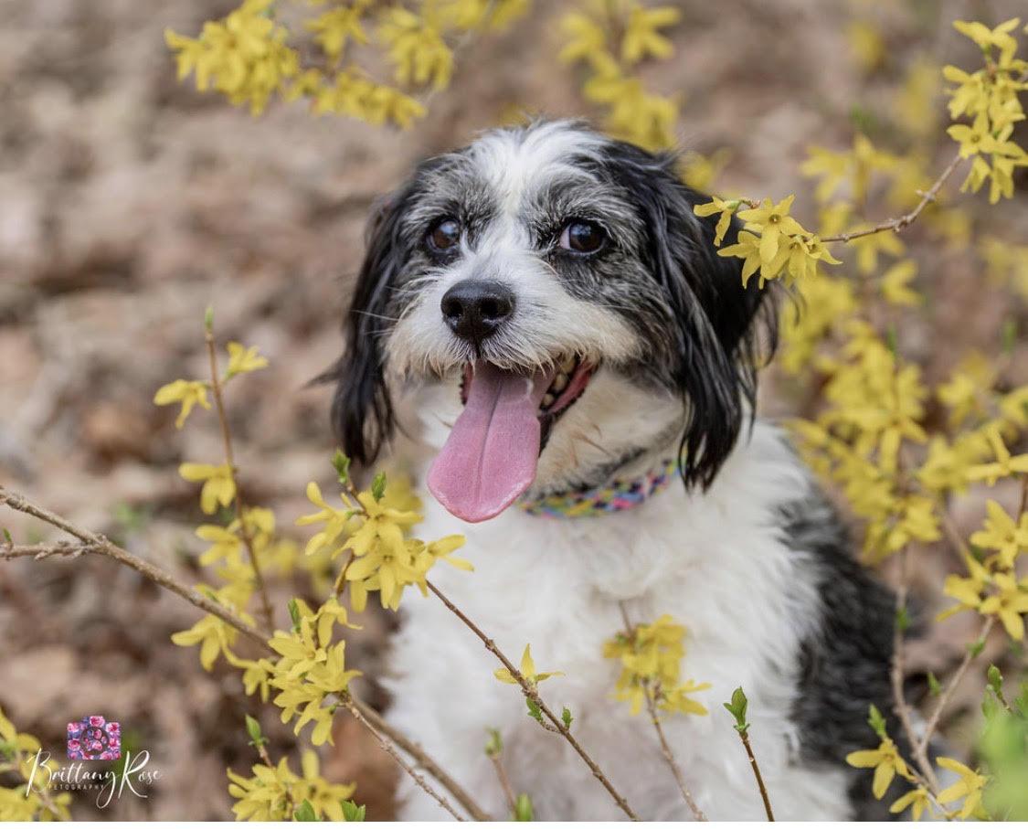 Lucy , ADOPTABLE, Adult Female Sealyham Terrier.
