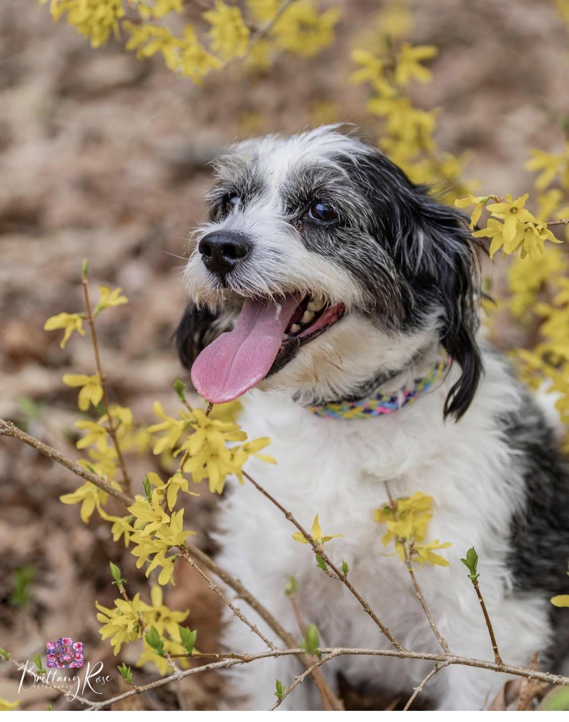 Enlarge Lucy , a ADOPTABLE mixed breed in Richmond, VA image 2/3