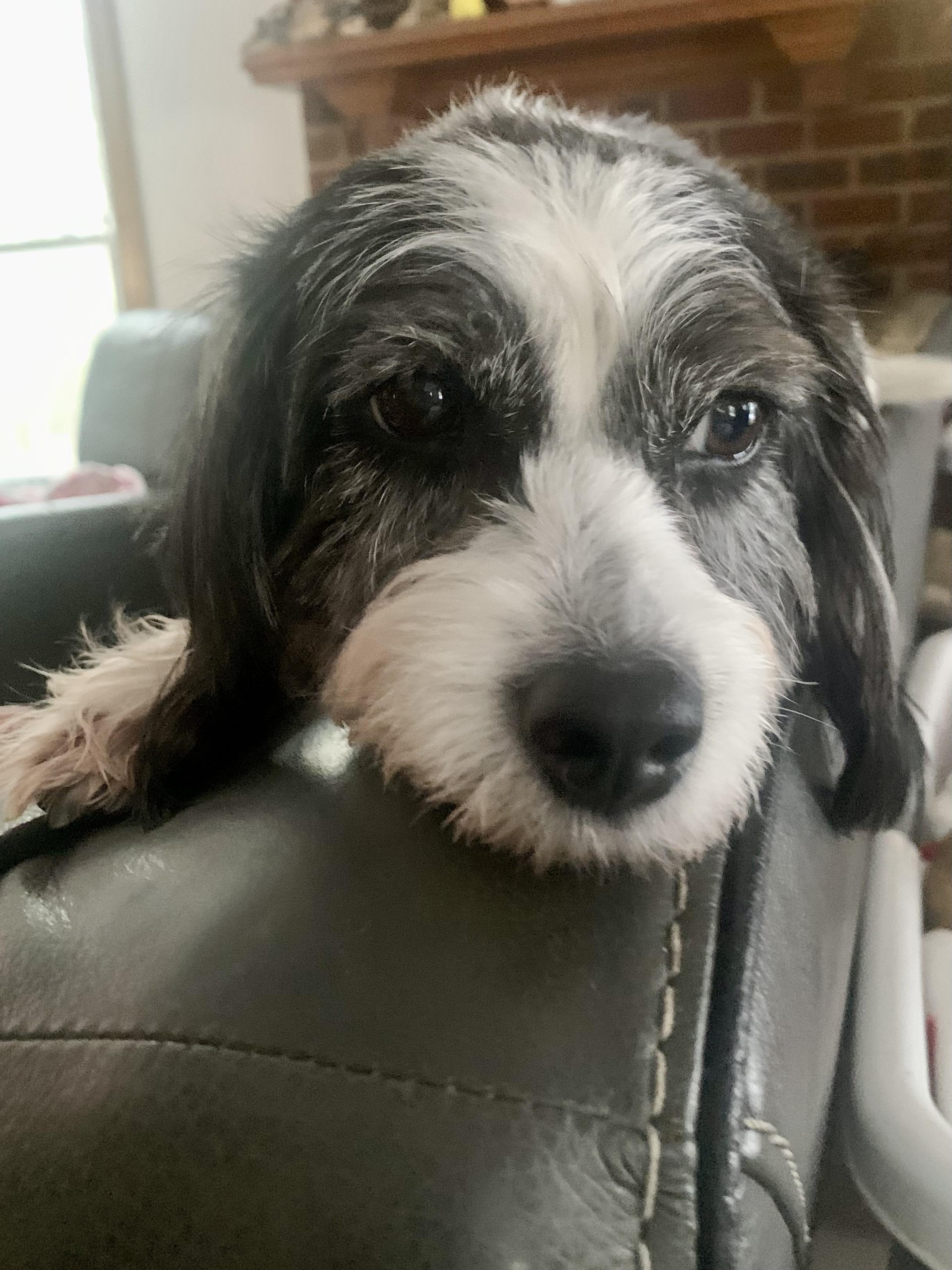 Enlarge Lucy , a ADOPTABLE mixed breed in Richmond, VA image 2/3