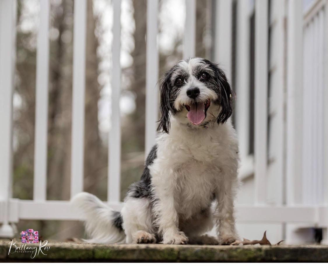 Enlarge Lucy , a ADOPTABLE mixed breed in Richmond, VA image 3/3