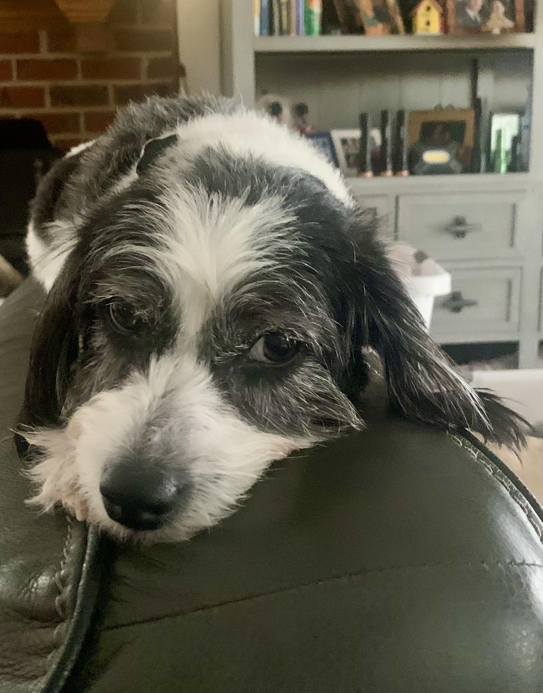 Enlarge Lucy , a ADOPTABLE mixed breed in Richmond, VA image 1/3