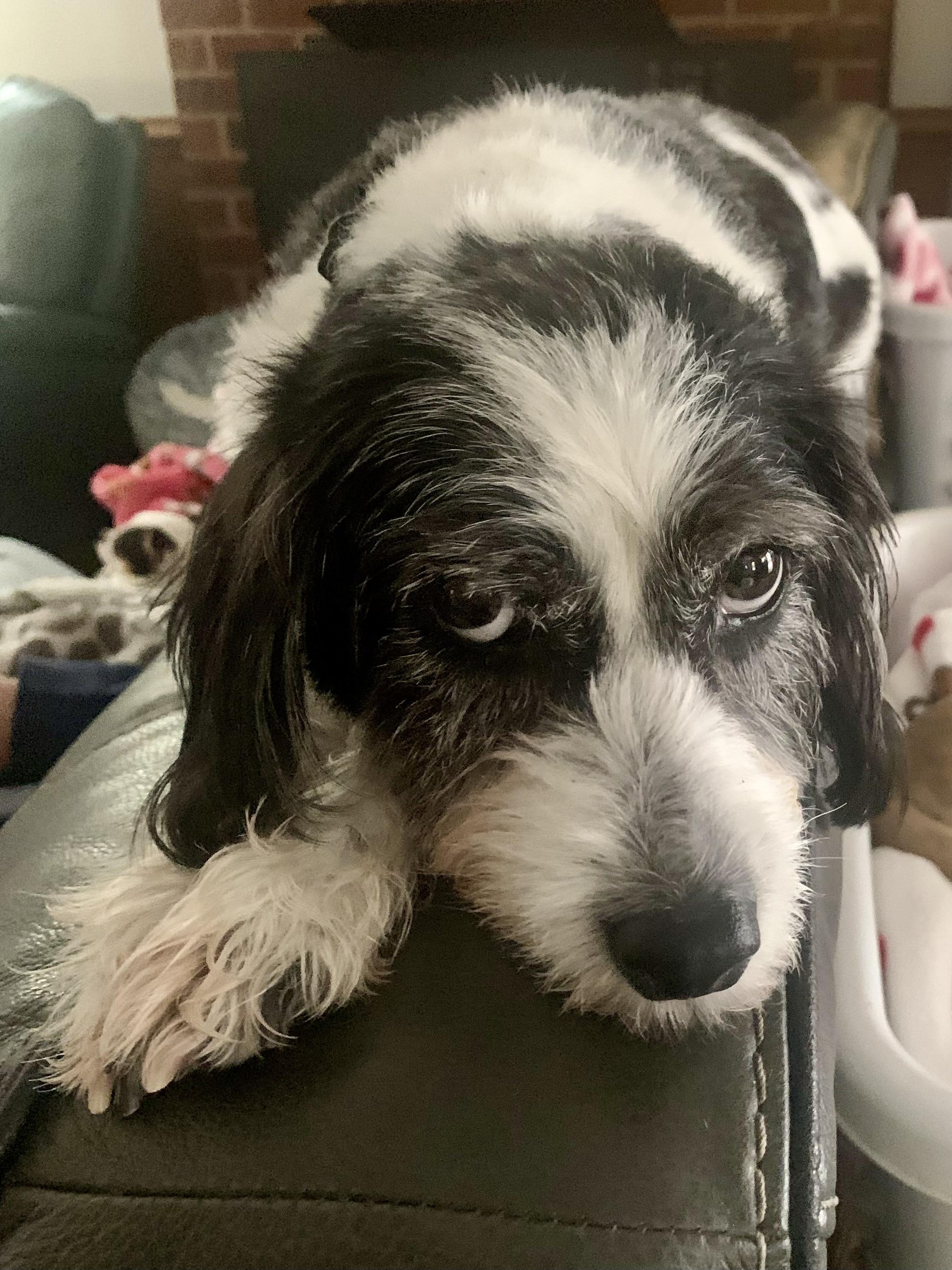 Enlarge Lucy , a ADOPTABLE mixed breed in Richmond, VA image 3/3