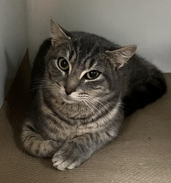 HERMAN, Adoptable, Kitten Female Domestic Short Hair.