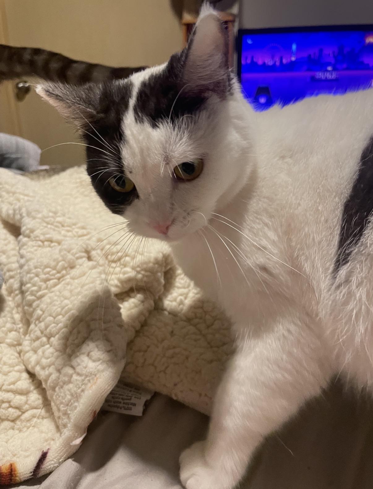 Enlarge Lucy, a ADOPTABLE mixed breed in Everett, WA image 2/3