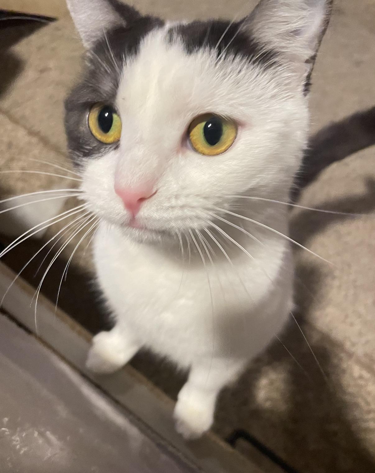 Lucy, ADOPTABLE, Adult Female Domestic Short Hair.