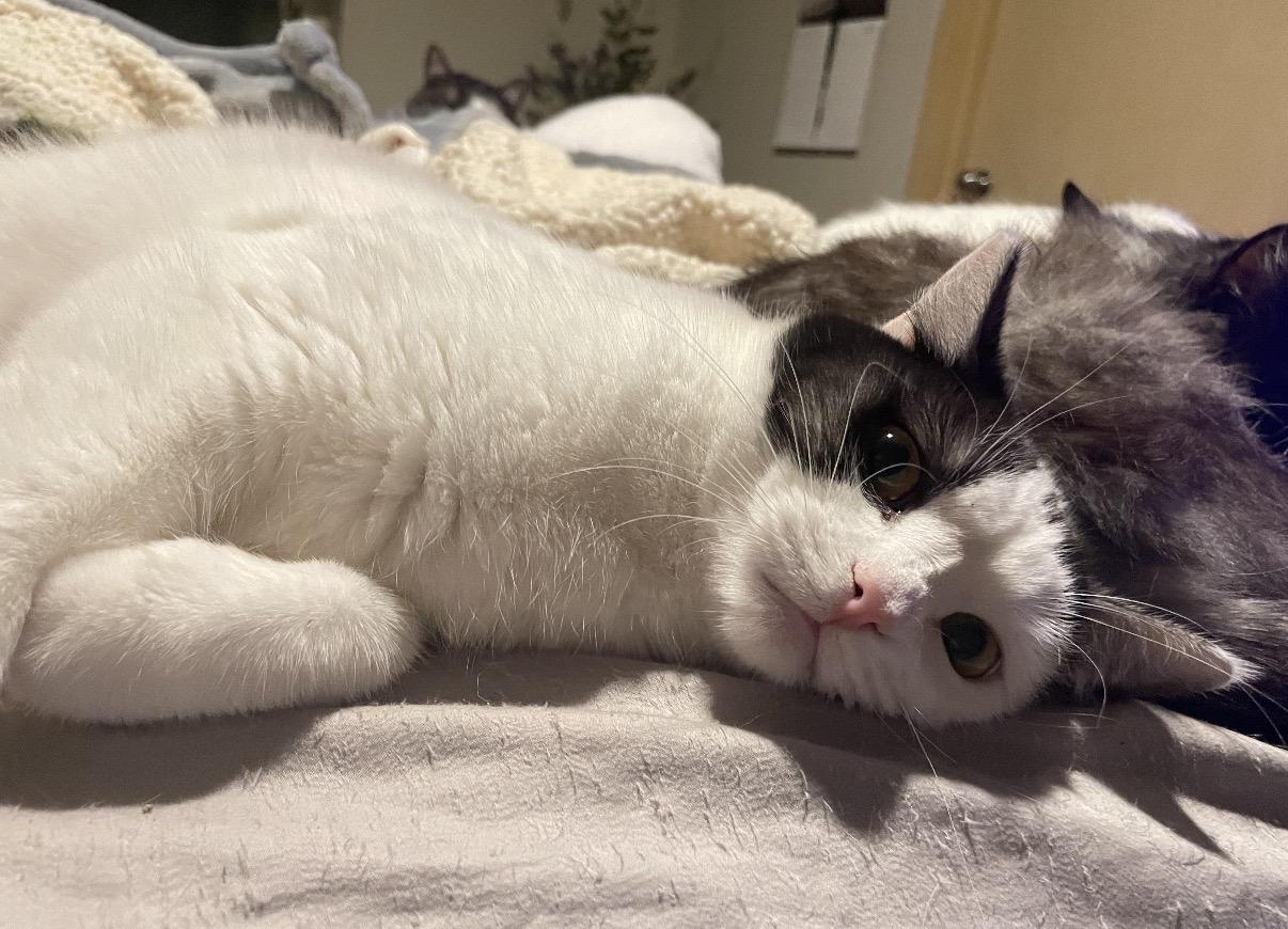 Enlarge Lucy, a ADOPTABLE mixed breed in Everett, WA image 3/3