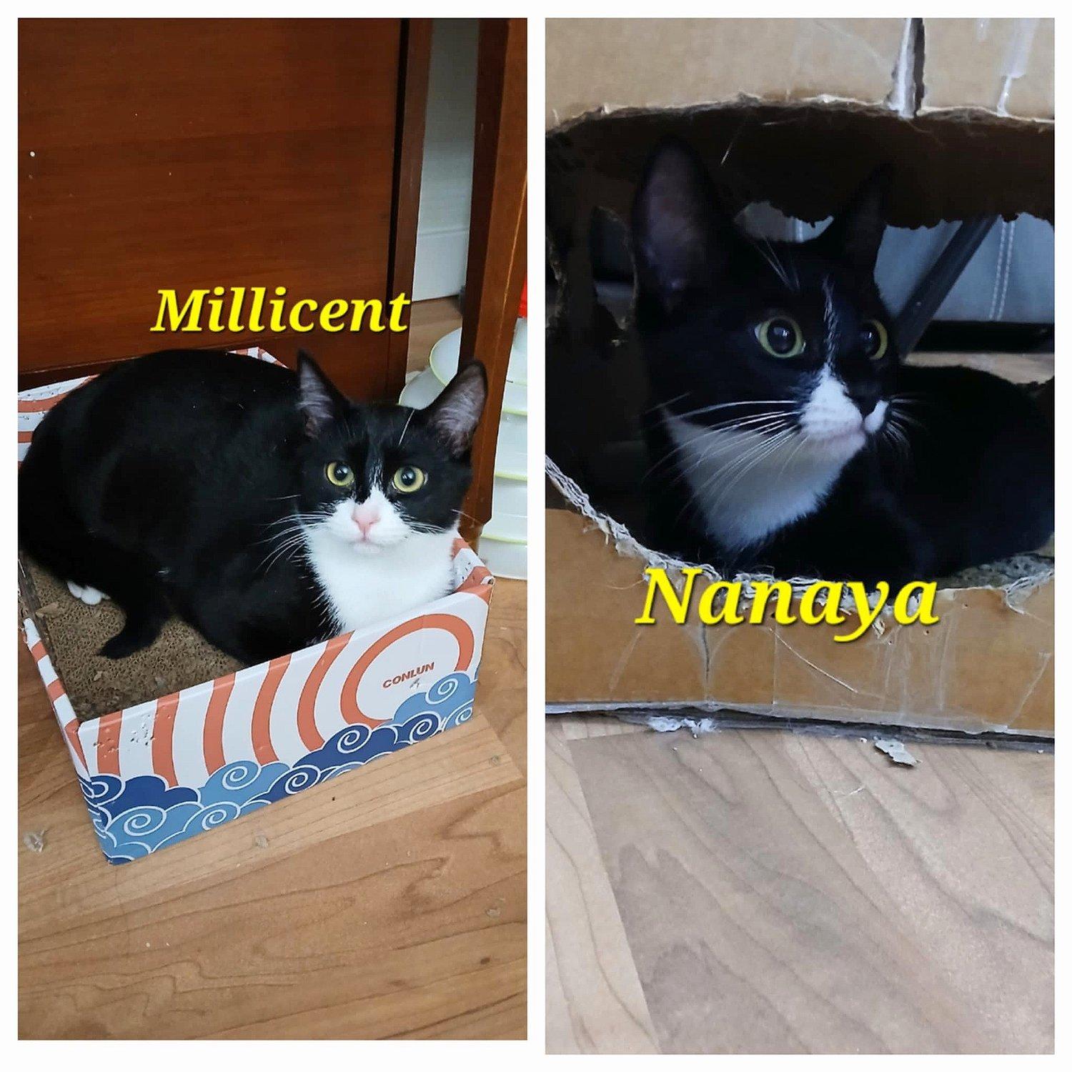 Enlarge Millicent & Nanaya, a Adoptable Domestic Short Hair in Abbotsford, BC image 1/1