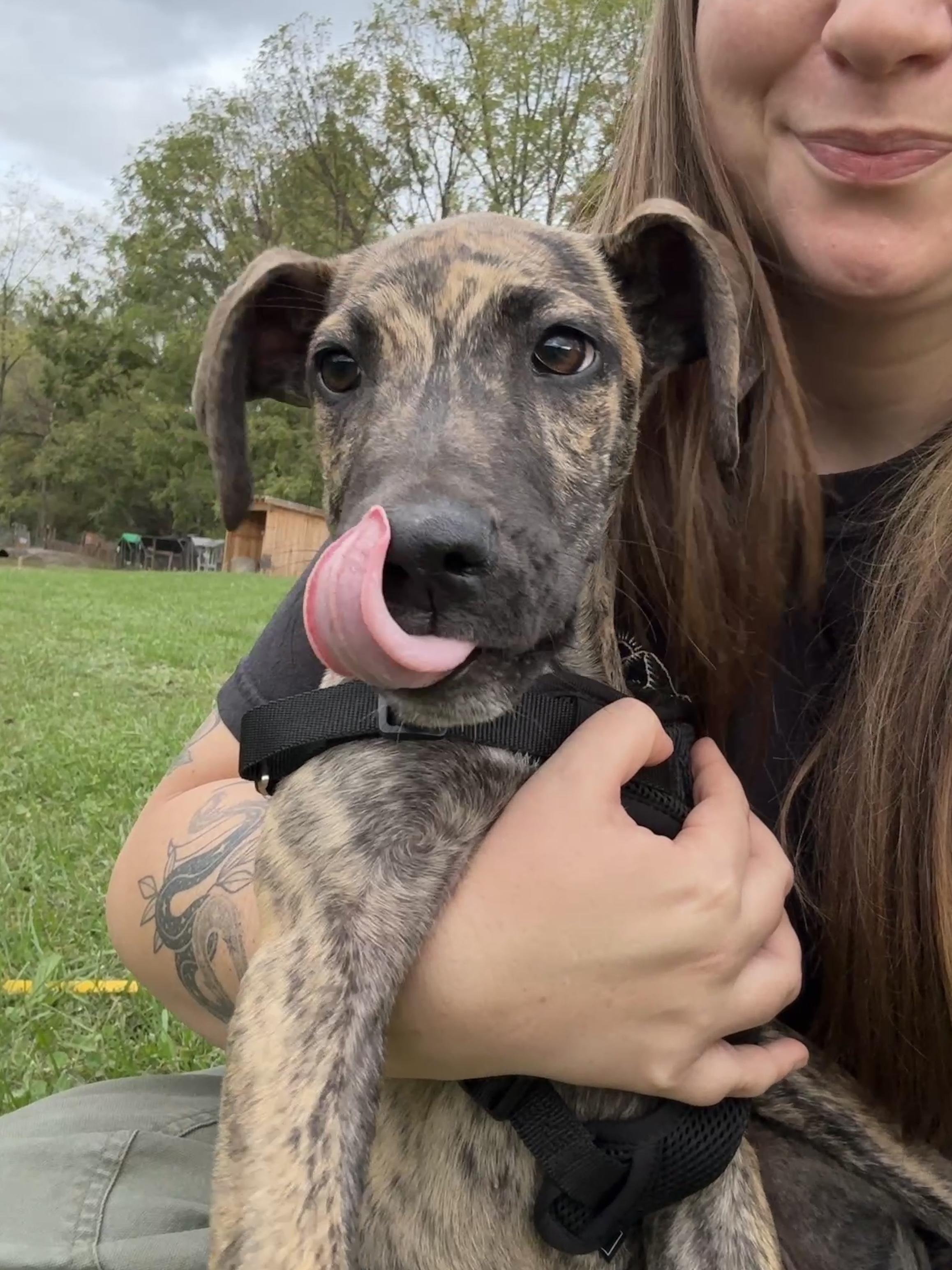 Enlarge Harvest, a Adopted mixed breed in Clyde, NC image 3/6