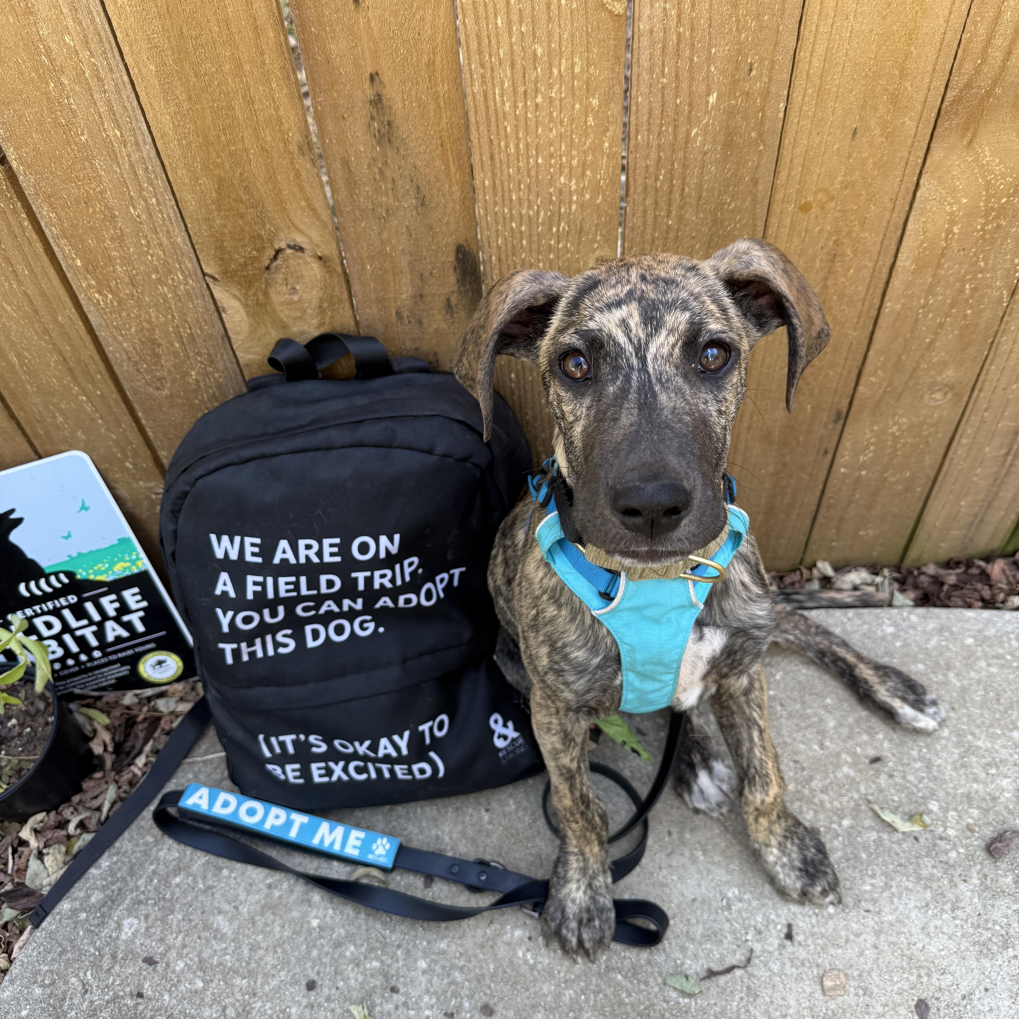 Harvest, Adopted, Puppy Female Plott Hound & Mixed Breed.