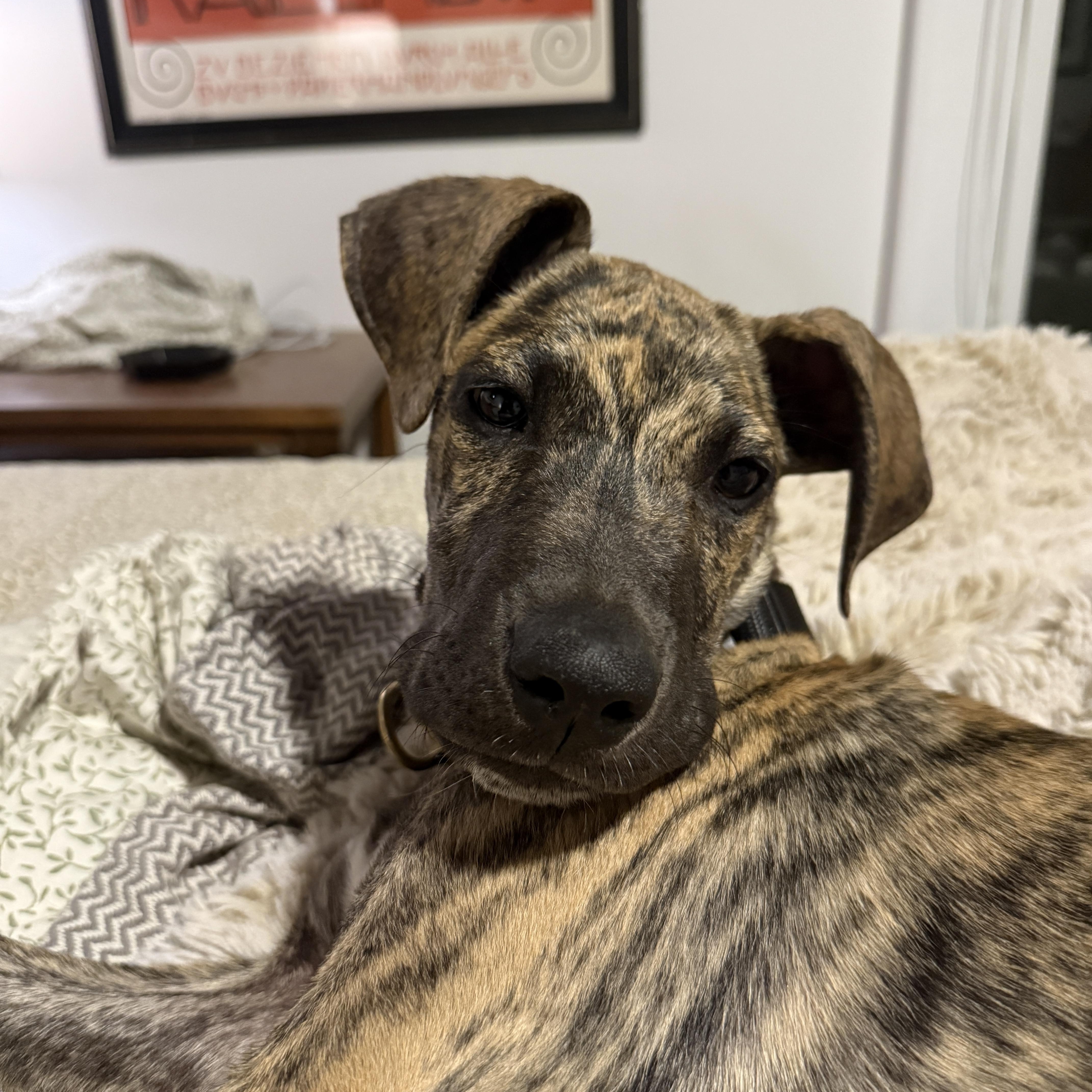 Enlarge Harvest, a Adopted mixed breed in Clyde, NC image 4/6