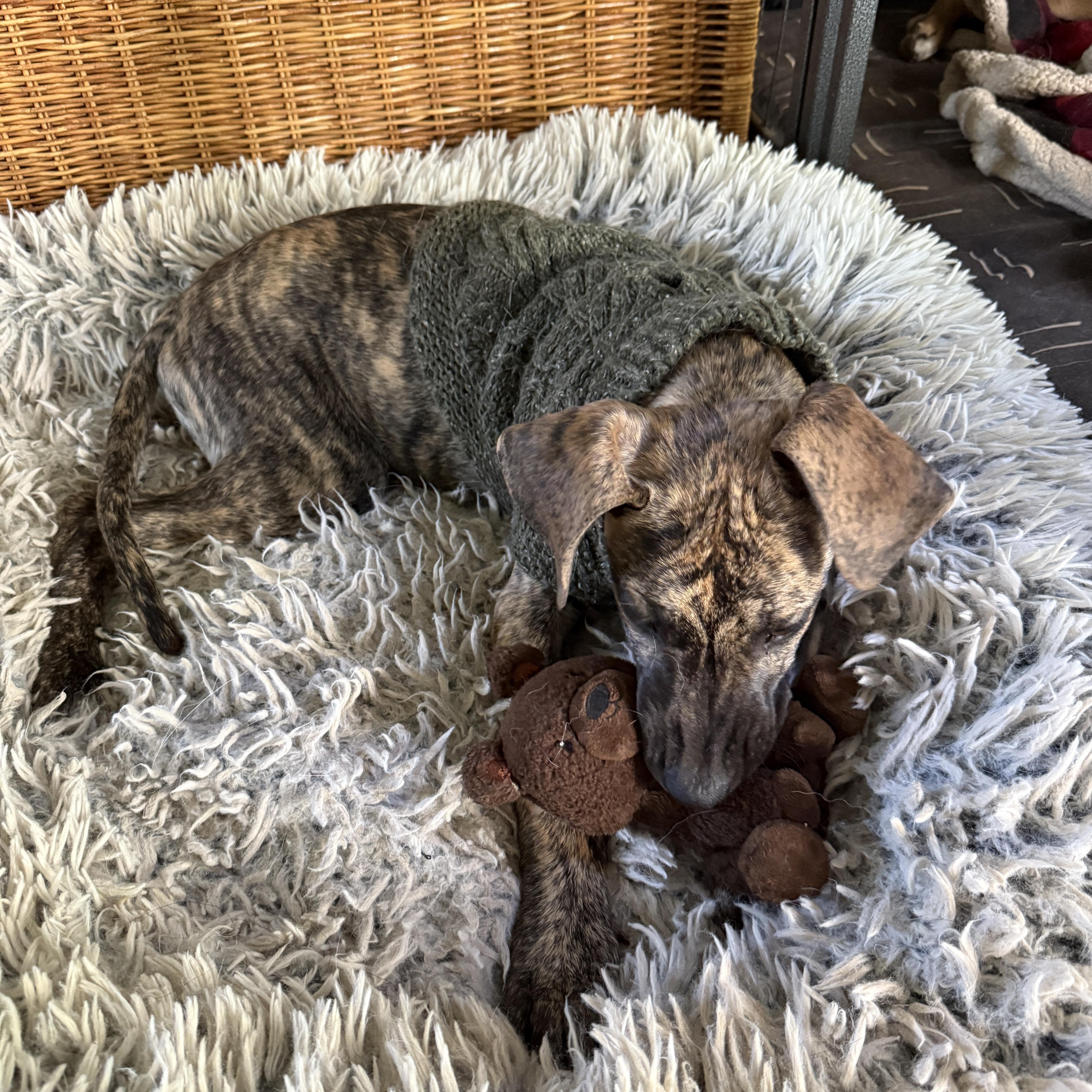 Enlarge Harvest, a Adopted mixed breed in Clyde, NC image 5/6