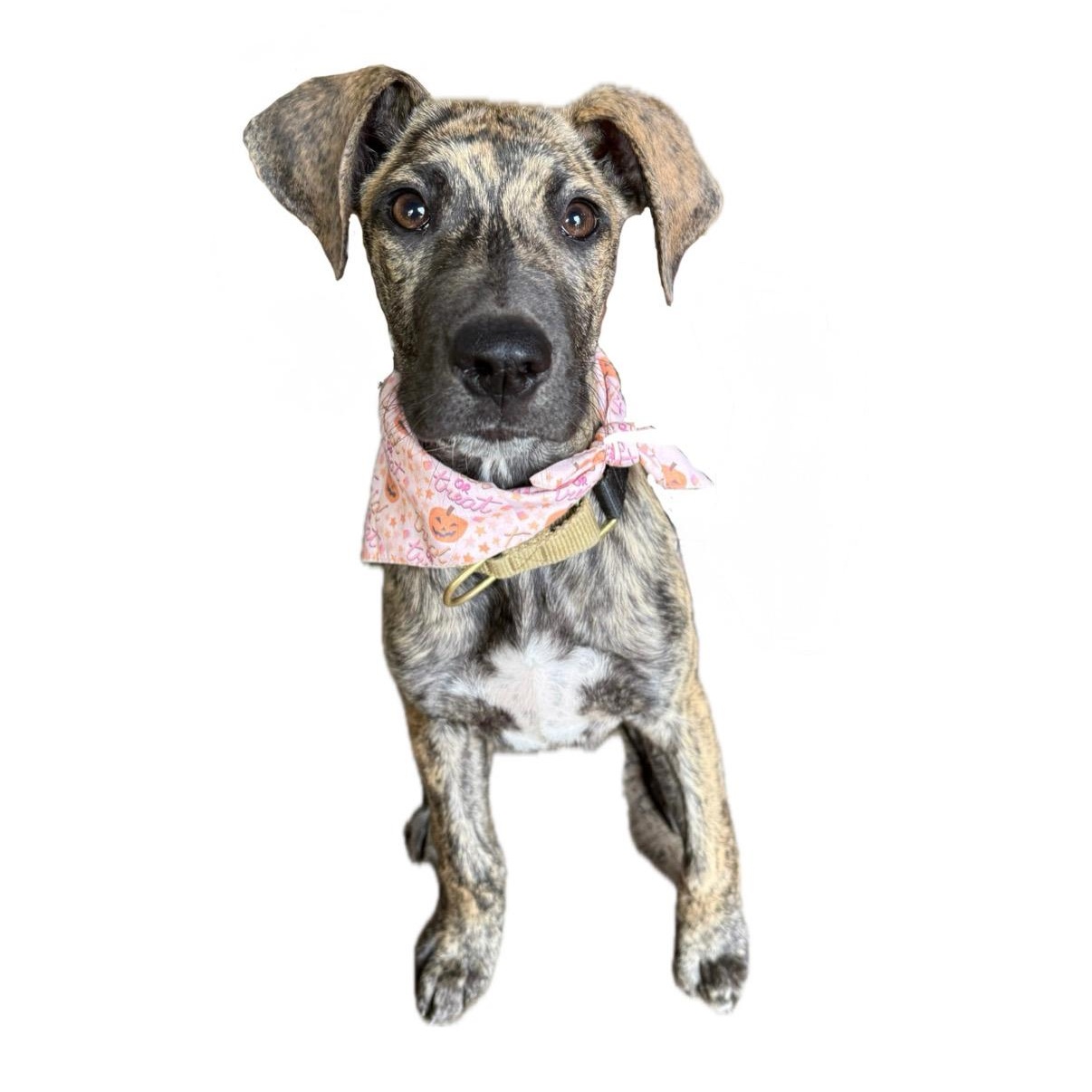 Enlarge Harvest, a Adopted mixed breed in Clyde, NC image 2/6