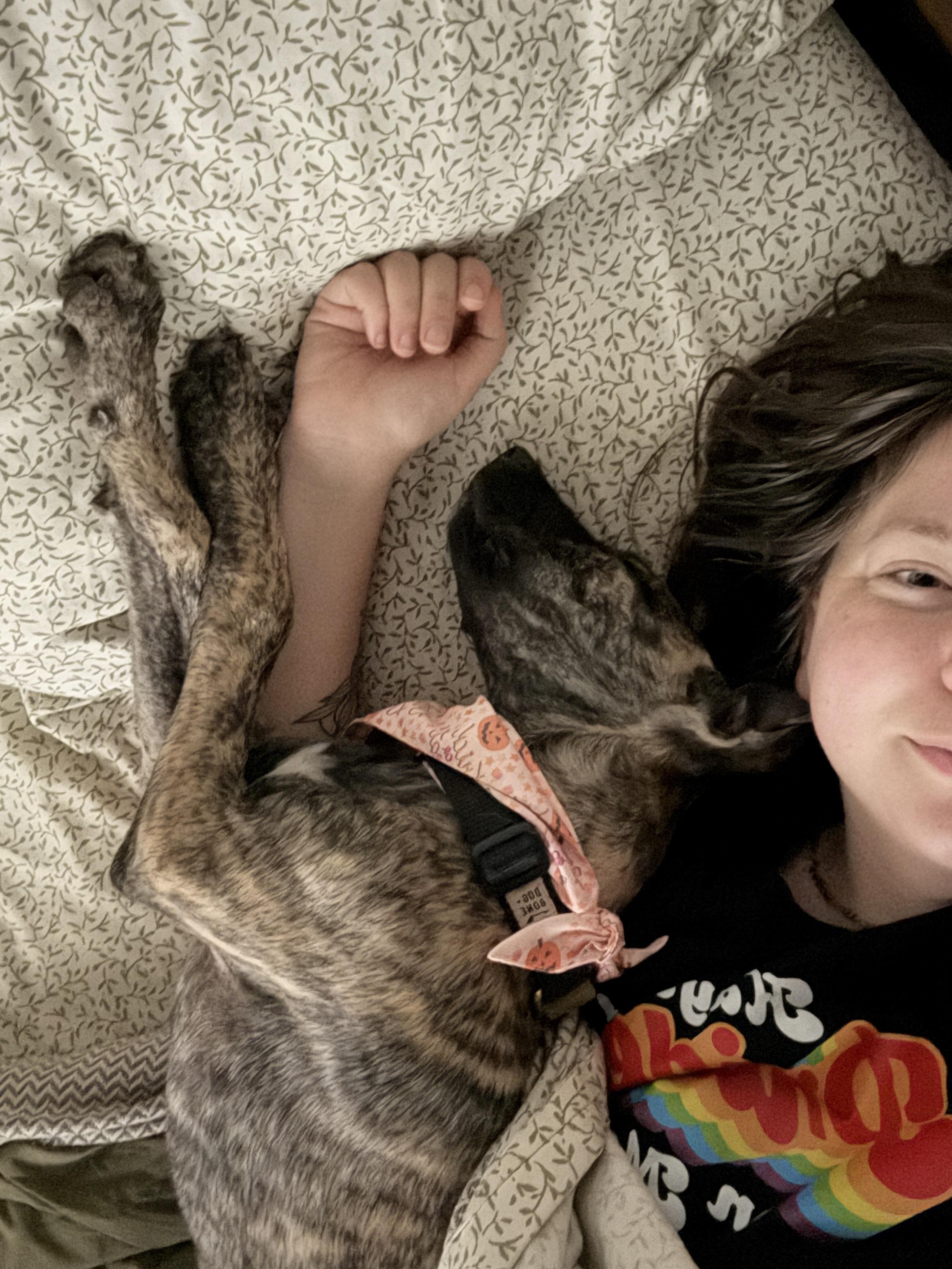 Enlarge Harvest, a Adopted mixed breed in Clyde, NC image 6/6