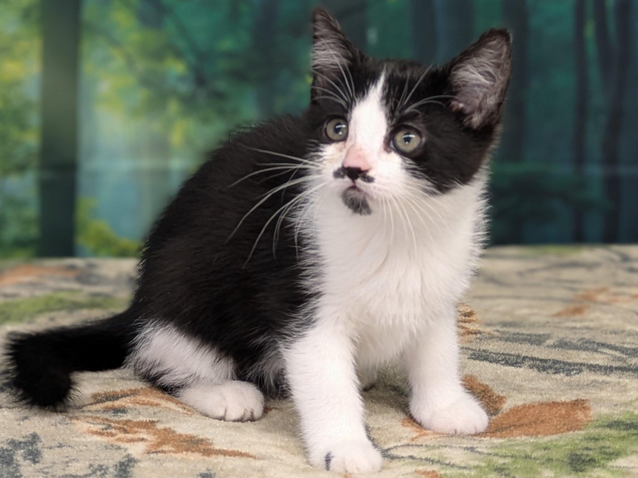 Olive, an adoptable Tuxedo, Domestic Short Hair in Republic, WA, 99166 | Photo Image 1