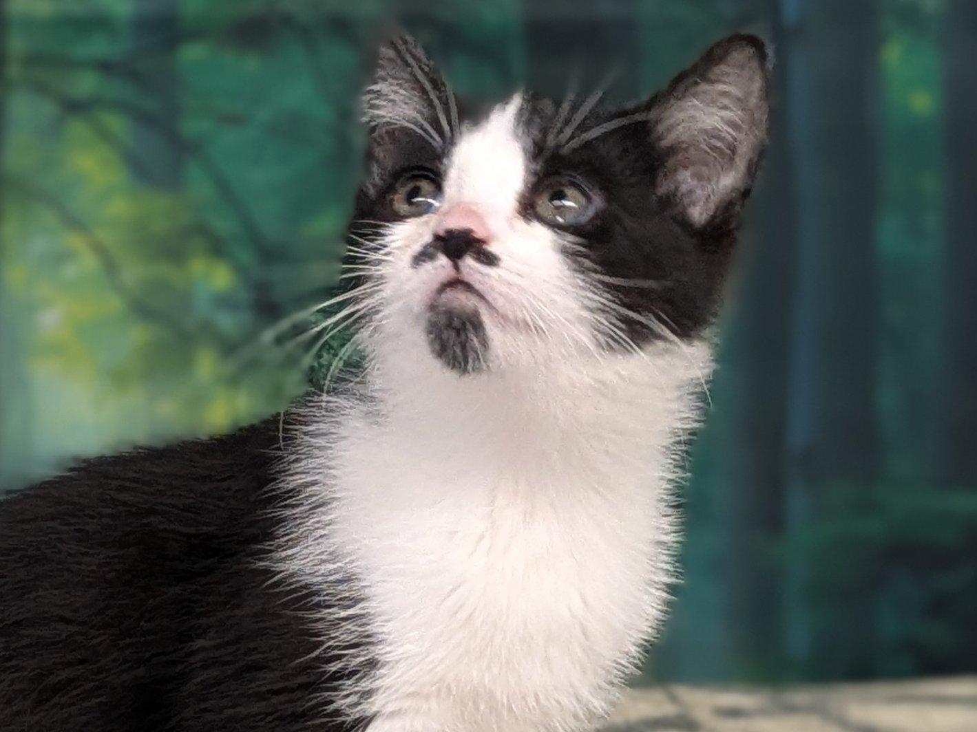 Olive, an adoptable Tuxedo, Domestic Short Hair in Republic, WA, 99166 | Photo Image 5