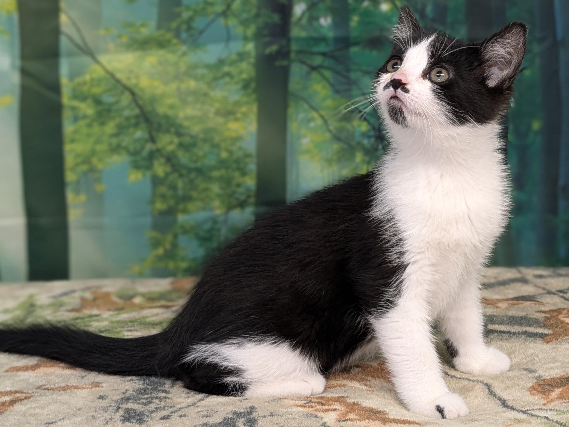 Olive, an adoptable Tuxedo, Domestic Short Hair in Republic, WA, 99166 | Photo Image 3