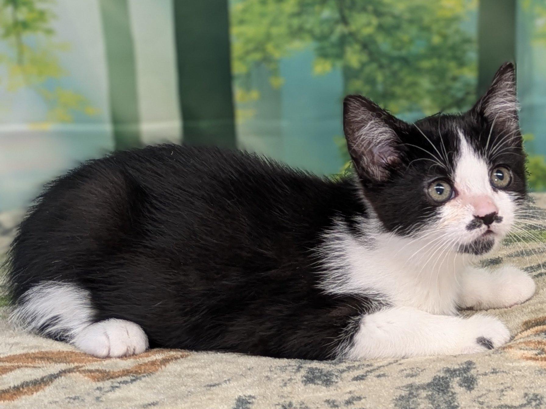 Olive, an adoptable Tuxedo, Domestic Short Hair in Republic, WA, 99166 | Photo Image 4