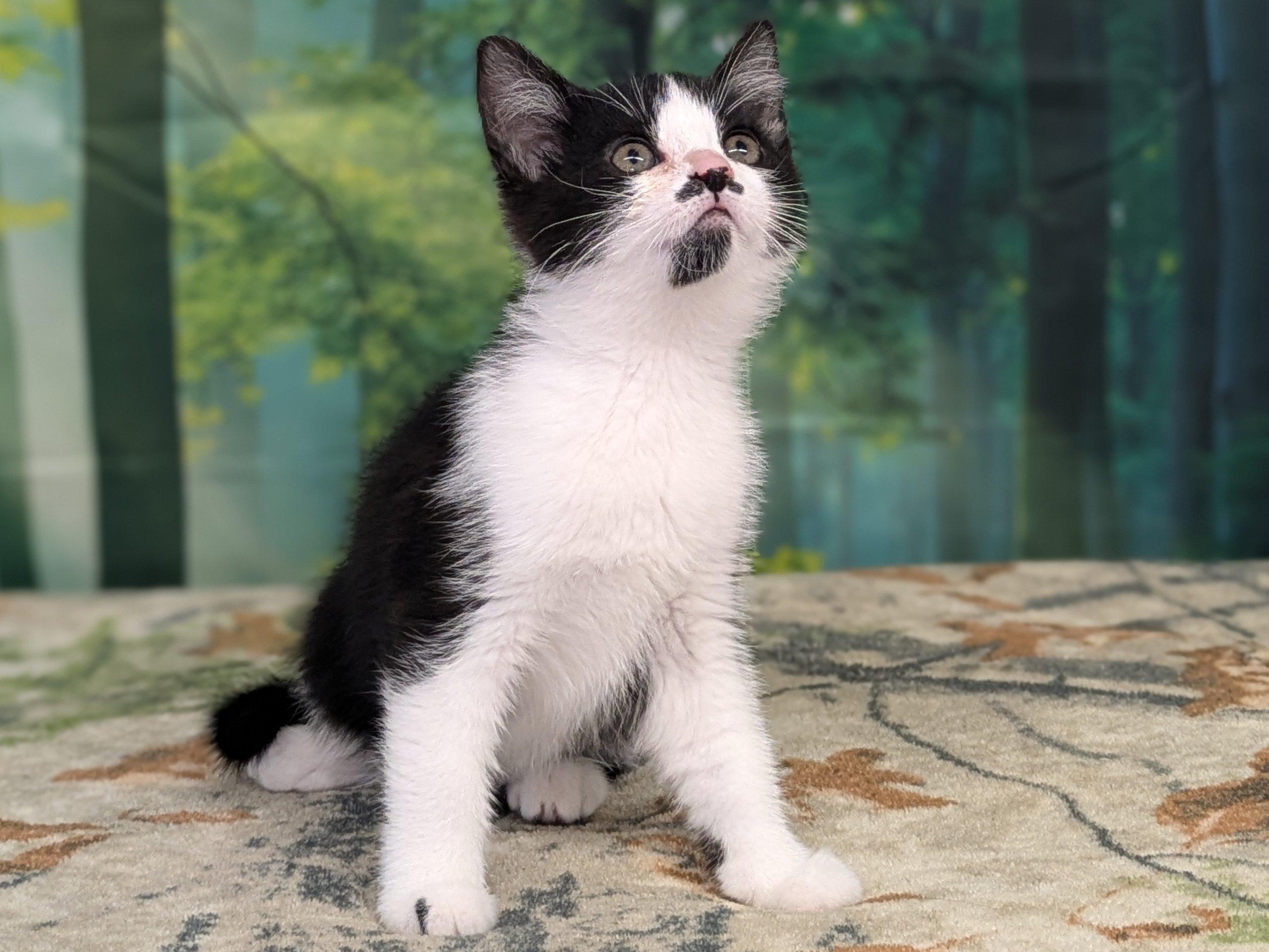 Olive, an adoptable Tuxedo, Domestic Short Hair in Republic, WA, 99166 | Photo Image 2