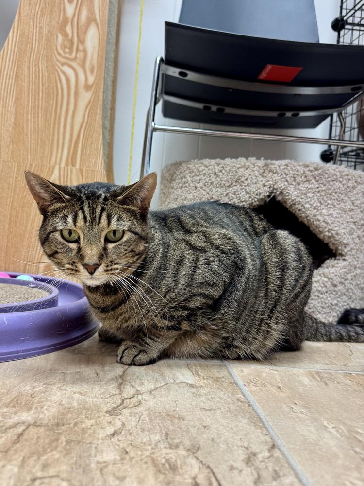 Fiona, Adoptable, Adult Female Domestic Short Hair.