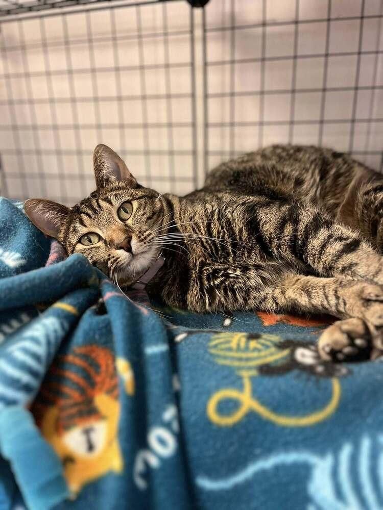 Fiona, a Adoptable mixed breed in Papillion, NE image 2/3