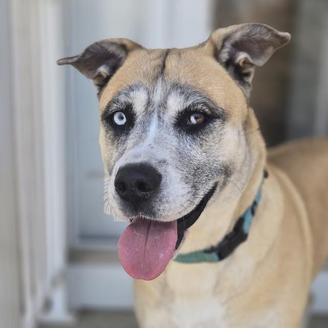 Nova-in foster $99 - See my Video!, Adoptable, Adult Female Pit Bull Terrier & Husky.