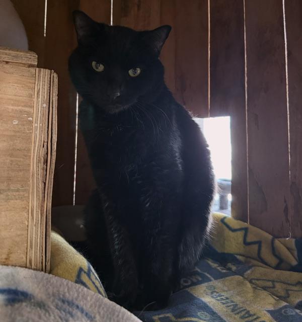 Enlarge Holsten, an adoptable Domestic Short Hair in Berkeley Springs, WV image 1/5