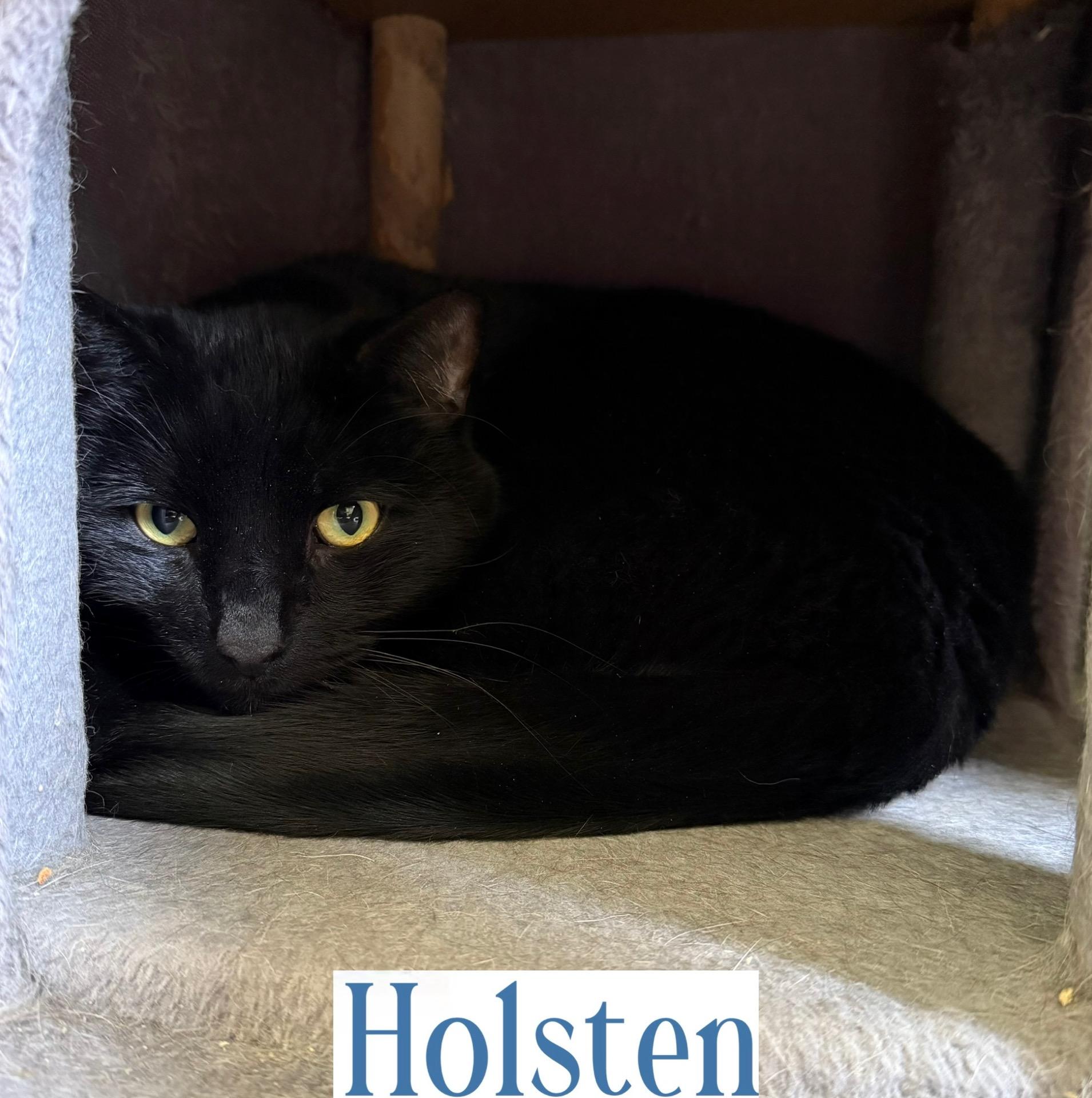 Enlarge Holsten, a Adoptable Domestic Short Hair in Berkeley Springs, WV image 4/4
