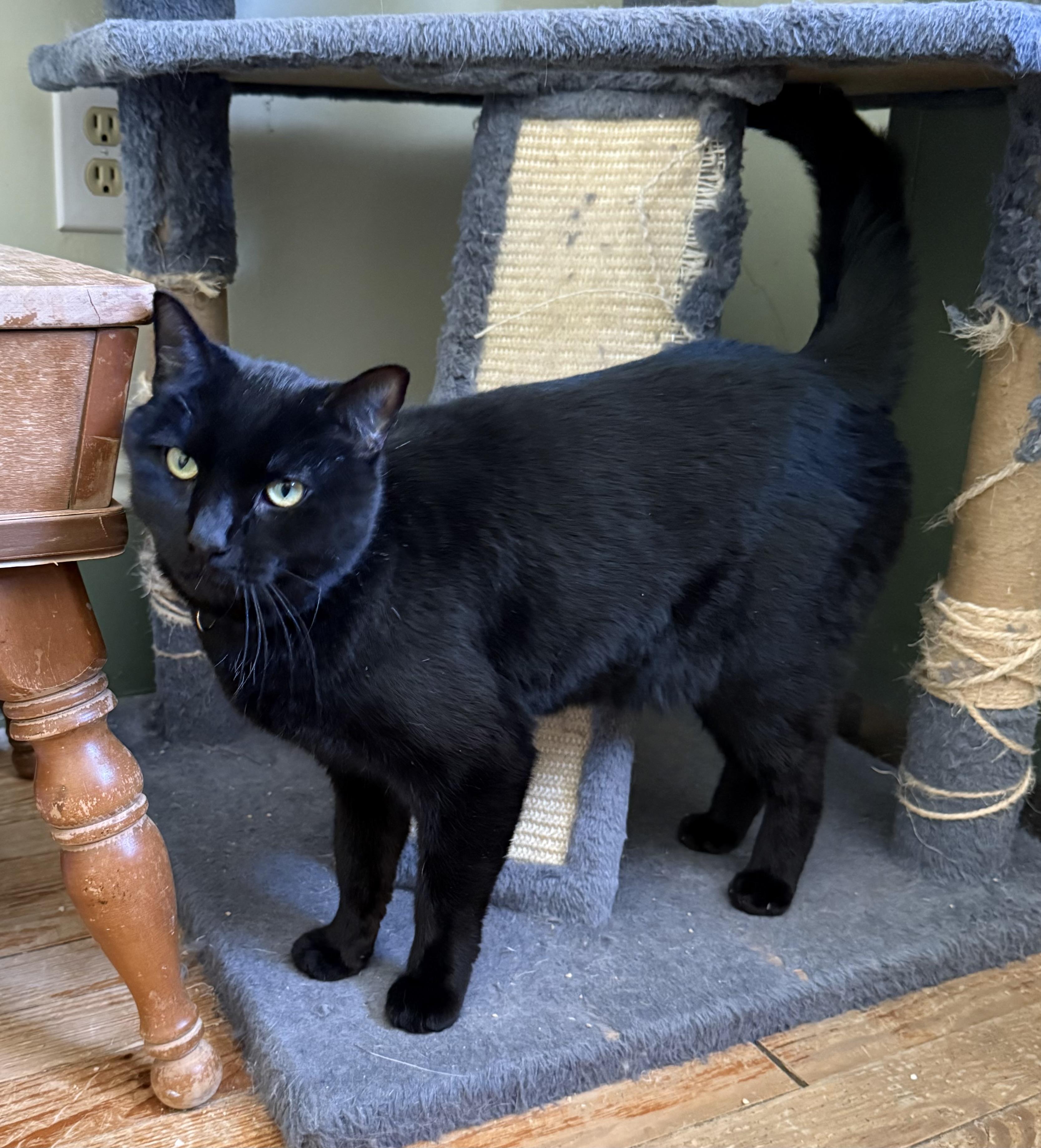 Holsten, Adoptable, Adult Male Domestic Short Hair.