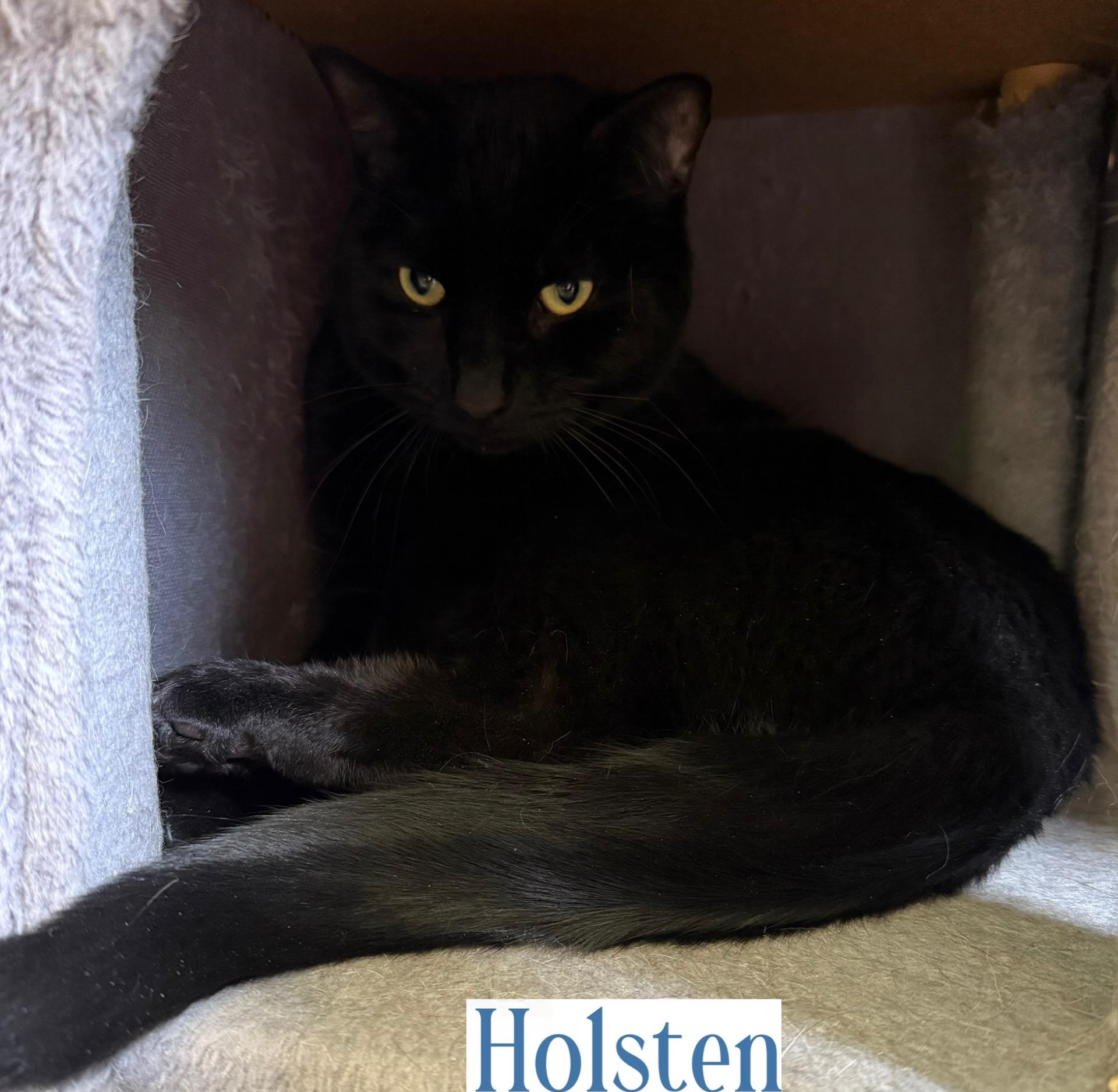 Enlarge Holsten, a Adoptable Domestic Short Hair in Berkeley Springs, WV image 3/4