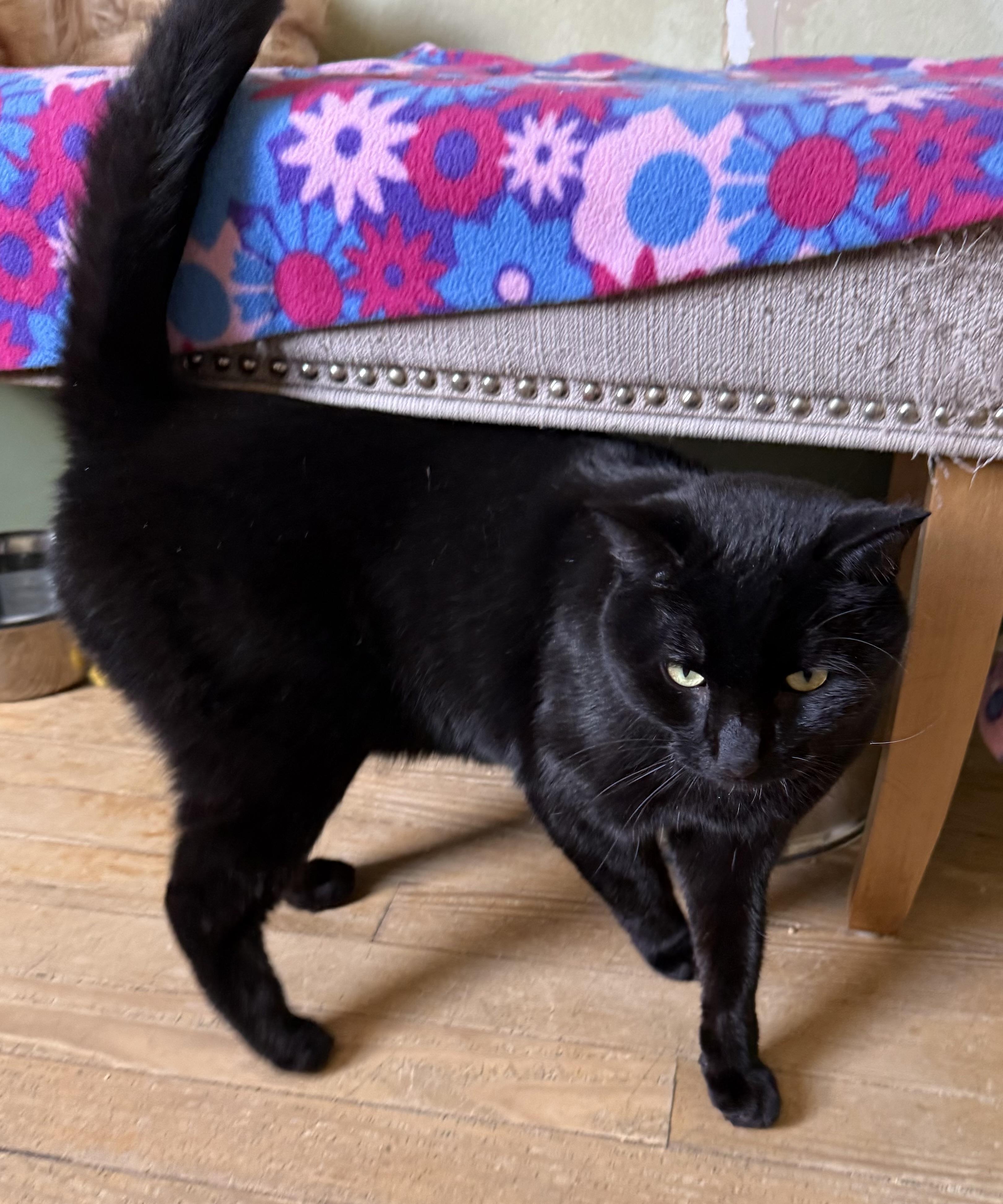 Enlarge Holsten, a Adoptable Domestic Short Hair in Berkeley Springs, WV image 2/4