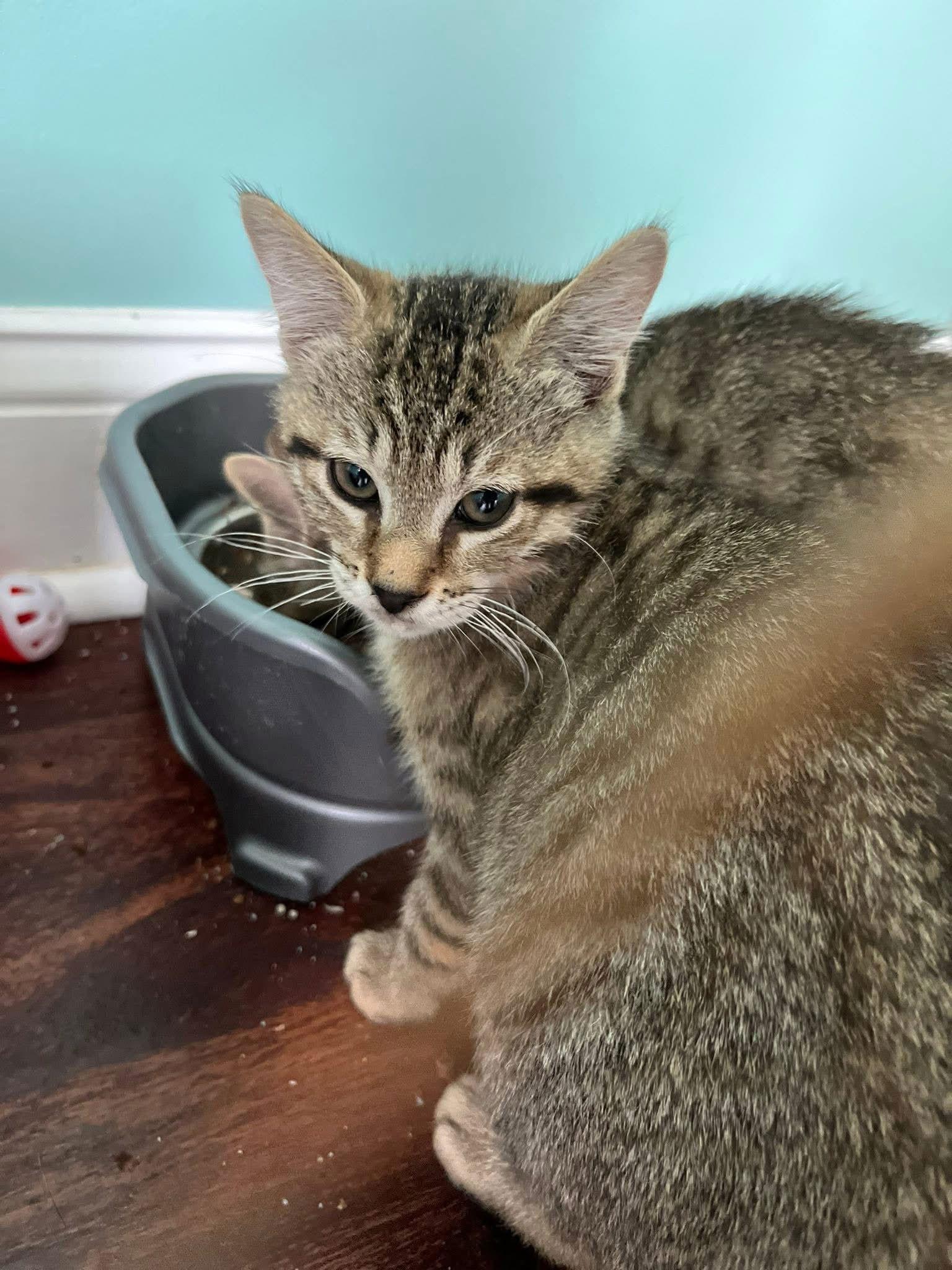 Enlarge Blueberry Crumble Pie, a Adopted Domestic Short Hair in Broomall, PA image 1/2