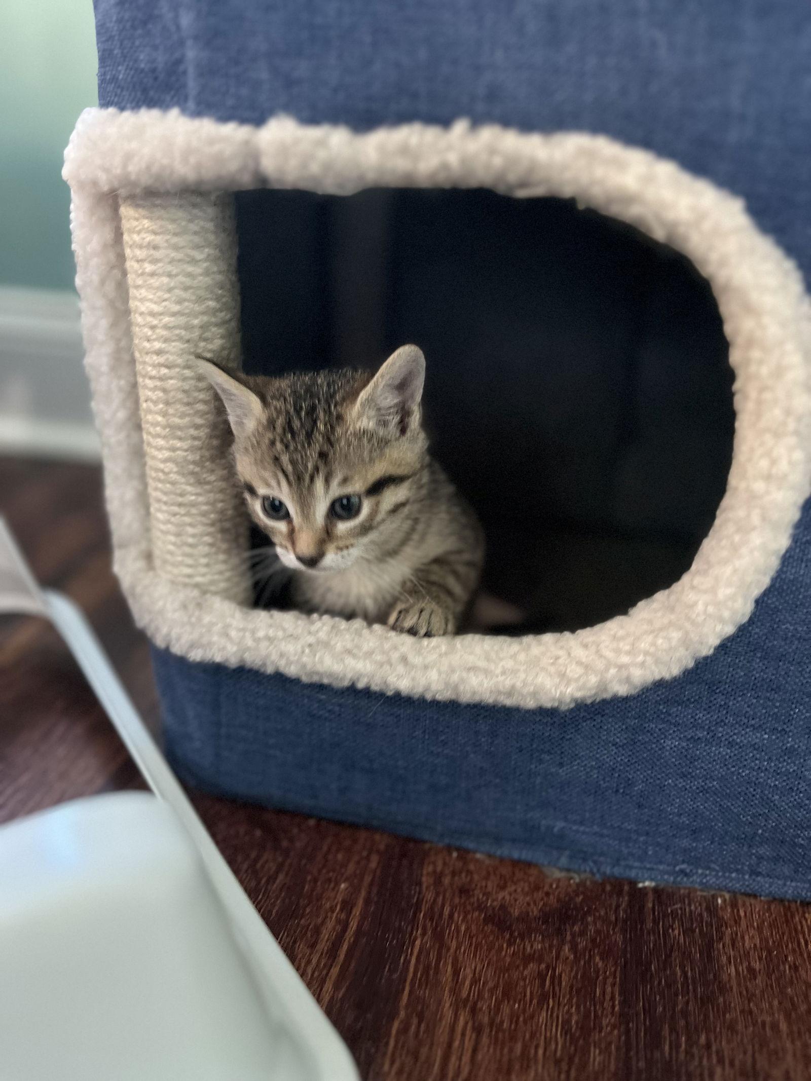 Enlarge Blueberry Crumble Pie, a Adopted Domestic Short Hair in Broomall, PA image 2/2