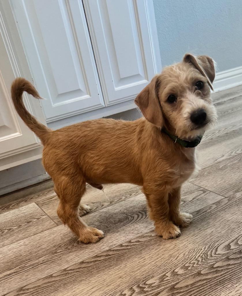 Enlarge Watson, a Adoptable Terrier in Leander, TX image 1/5