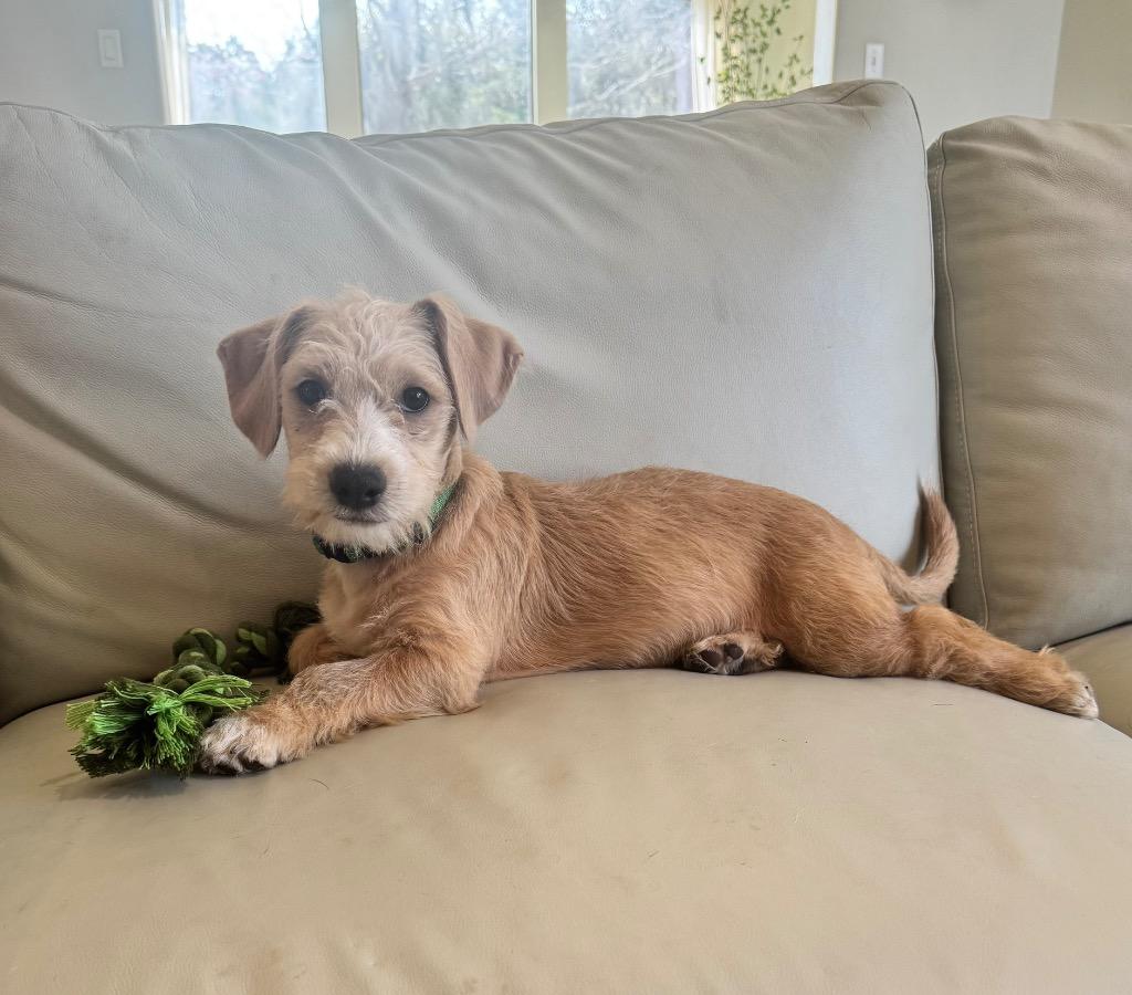 Enlarge Watson, a Adoptable Terrier in Leander, TX image 2/5