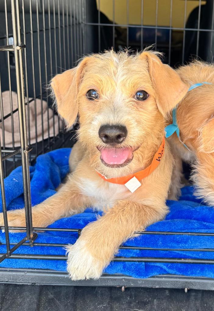 Enlarge Watson, a Adoptable Terrier in Leander, TX image 3/5