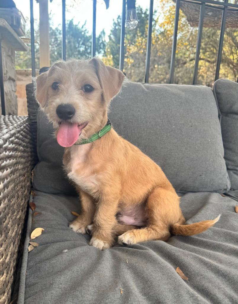 Enlarge Watson, a Adoptable Terrier in Leander, TX image 4/5